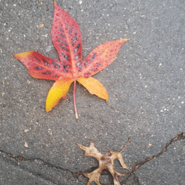 Photo Finish: Water And Fire, In A Leaf