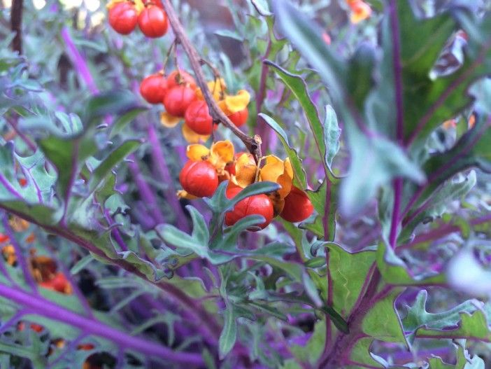 berries on 7th ave