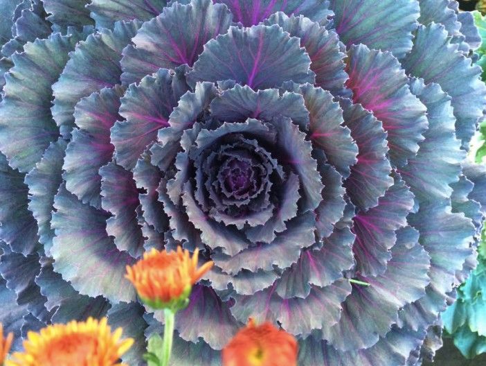 decorative cabbage