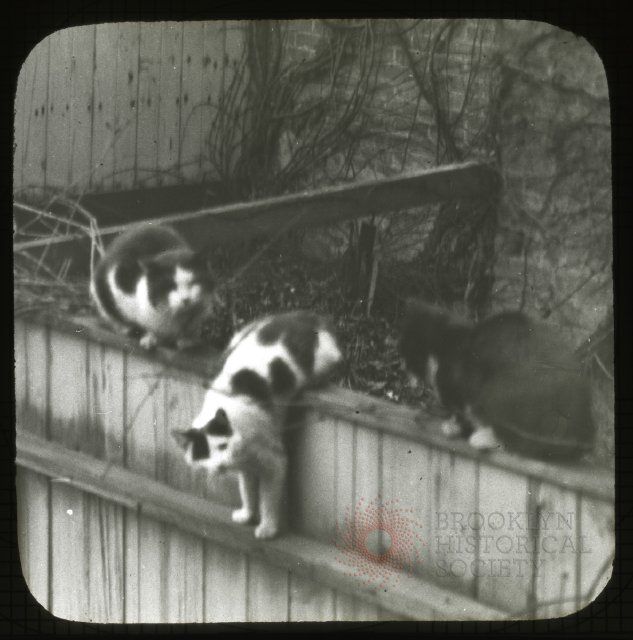 Photo circa 1905. (Via Brooklyn Visual Heritage)