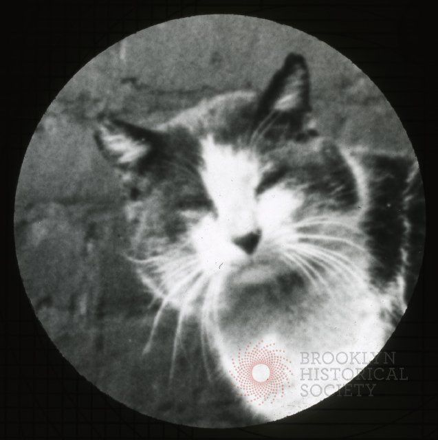 "Cat named 'Puss,'" circa 1910. (Via Brooklyn Visual Heritage)