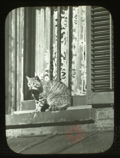 "Cat named 'Alert,'" circa 1910. (Via Brooklyn Visual Heritage)