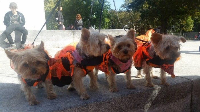 Yorkie family: Mia, Pia, Gia, and Tia. (Photo by Fort Greene Focus)