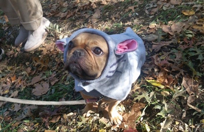 Ollie from DC Optics, as a rat, while his dad went as pizza. (Photo by Fort Greene Focus)