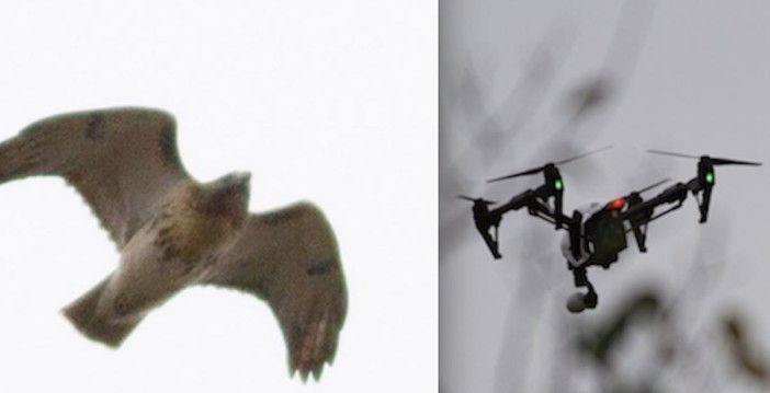 Red Tailed Hawk and Drone