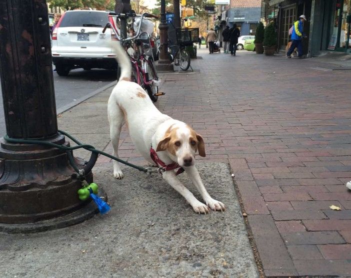 dog stretching