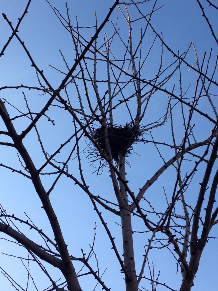 nest in tree