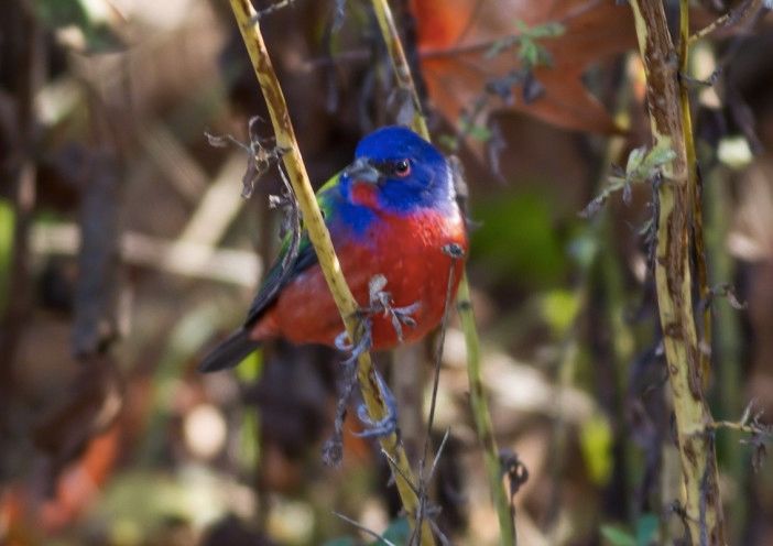 Photo Of The Day: A Painted Bunting Likes To Skate