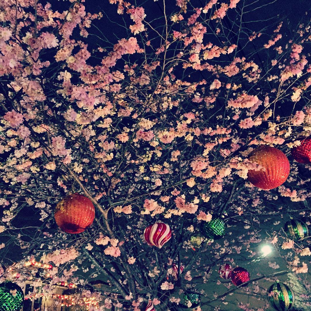 cherry blossoms in winter