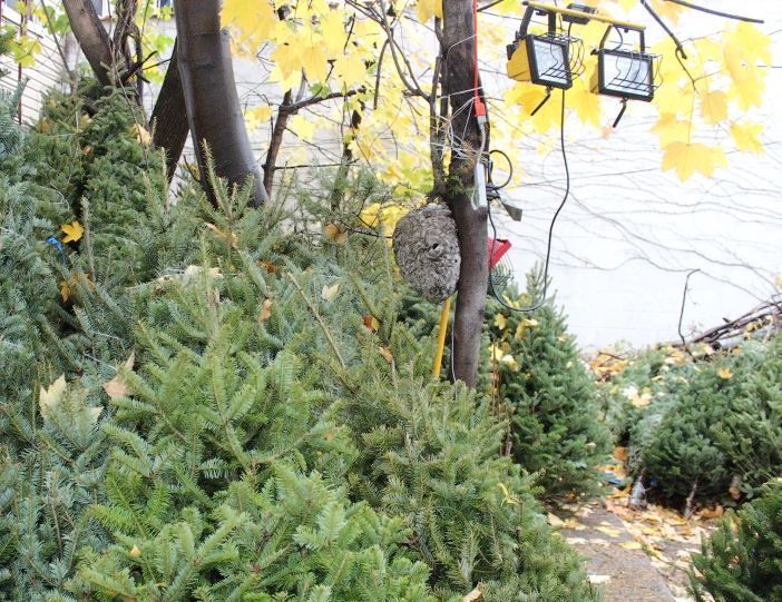 The hornet nest hangs among the trees at the stand. (Photo by Shannon Geis/Ditmas Park Corner)