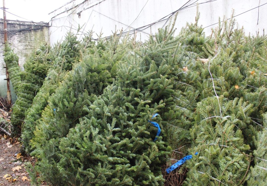 Trees at Houle's Tree stand. (Photo by Shannon Geis/Ditmas Park Corner)