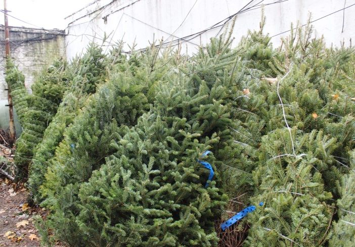 Trees at Houle's stand on Cortelyou Road. (Photo by Shannon Geis/Ditmas Park Corner)