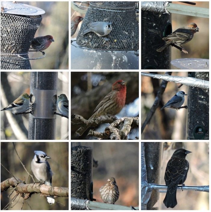 feeders collage