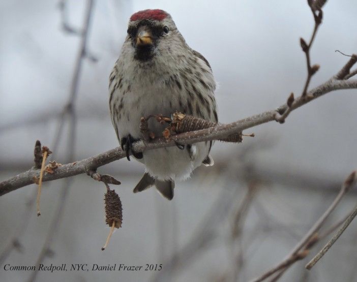 Common Red-Poll