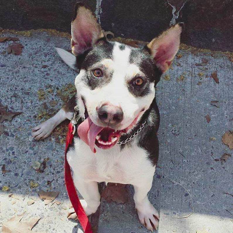 Adoptable Animal Of The Week: Huckleberry Hound