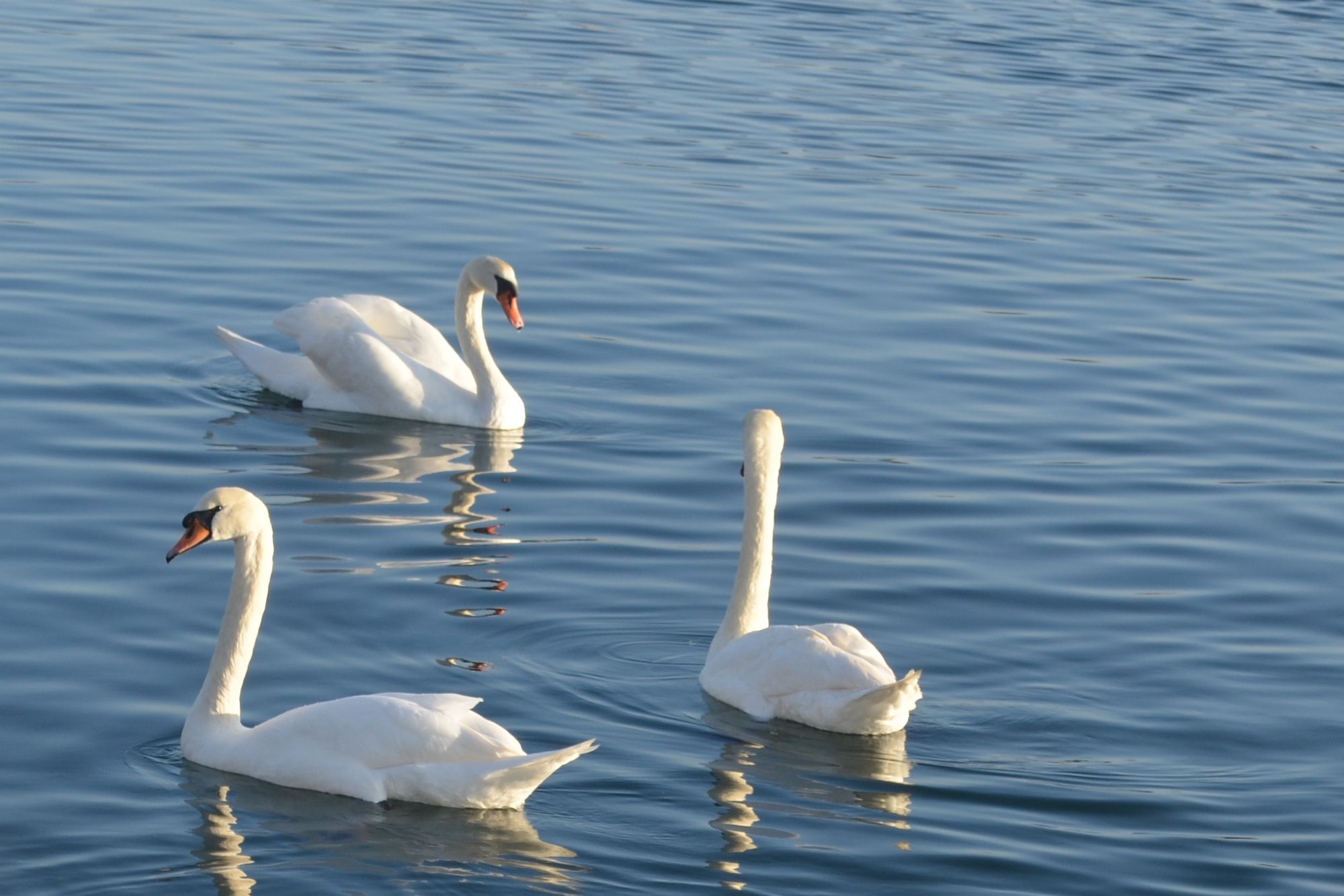 Mute swans in Sheepshead Bay. (Photo: Alex Ellefson / Sheepshead Bites)