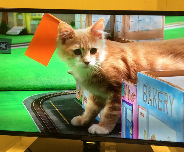 Puff Daddy during Animal Planet's kitten halftime show. (Photo via Who's Your Doggy)