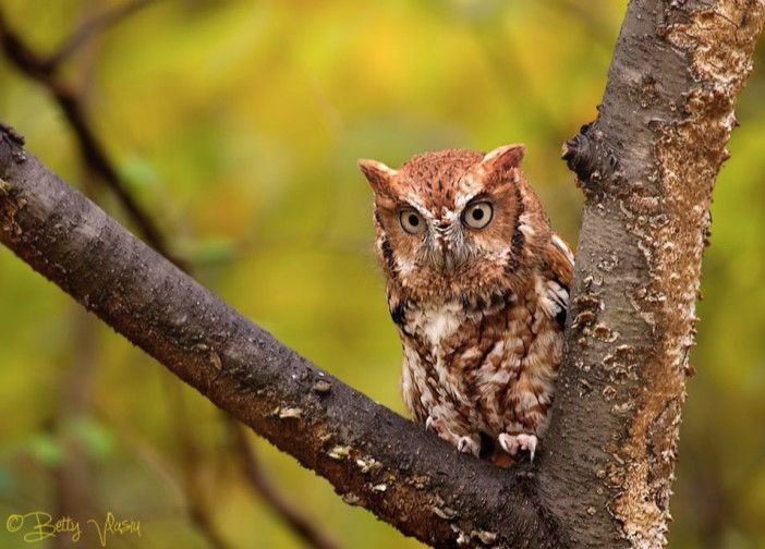 eastern-screech owl