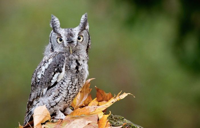 eastern-screech owl