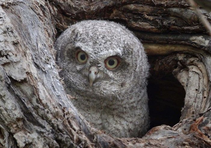 Eastern-Screech Owl