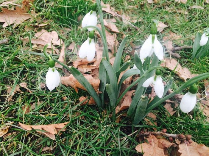 See The First Signs Of Spring At Brooklyn Botanic Garden