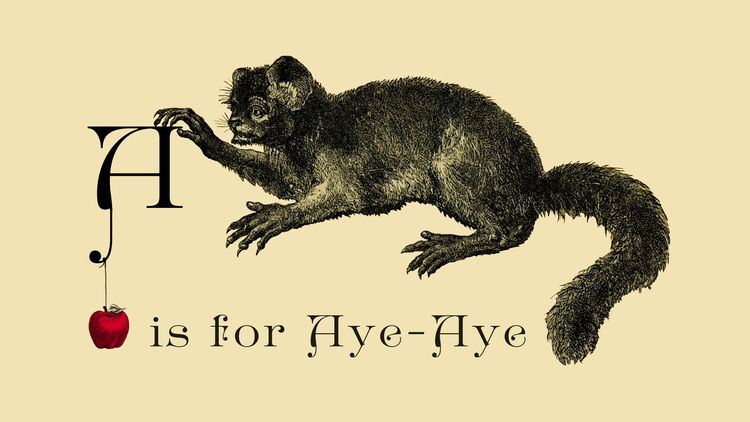 A Is For AyeAye book Title+card+Aye-Aye2