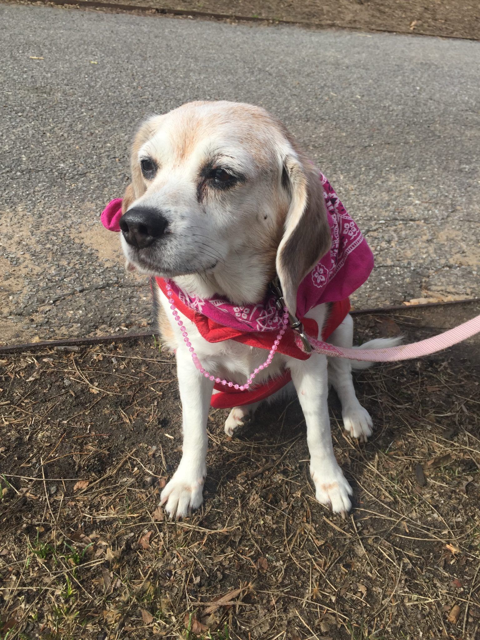 Adoptable Animal Of The Week: Emmy The Senior Beagle