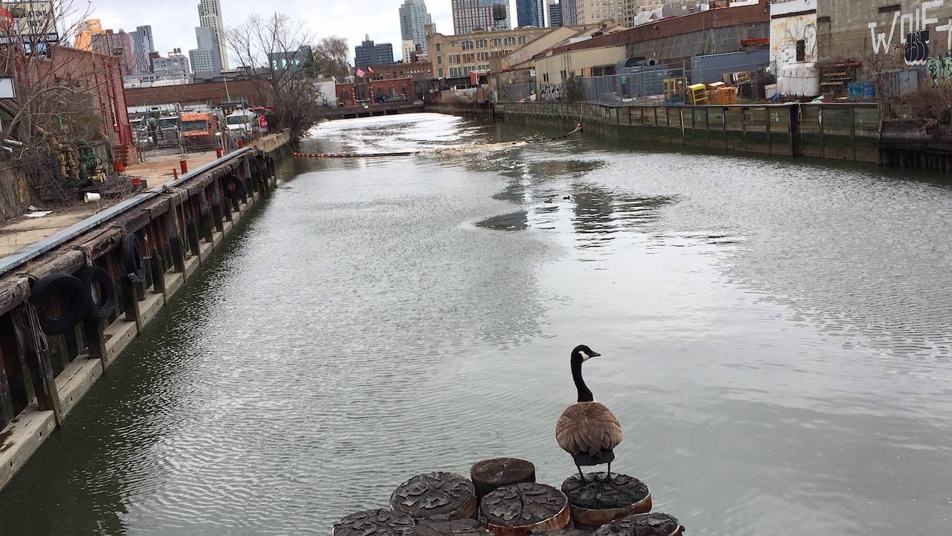 Queens Company Fined For Dumping Sewage Into The Gowanus Canal