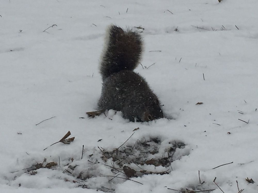 Image via Fort Greene Park Conservancy.