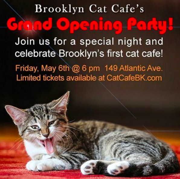 brooklyn cat cafe grand opening
