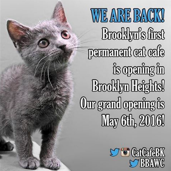 Image via Brooklyn Cat Cafe.