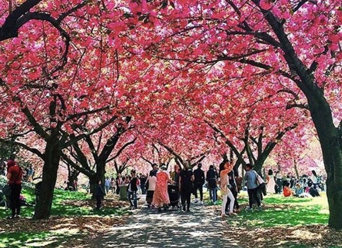 cherry blossom festival