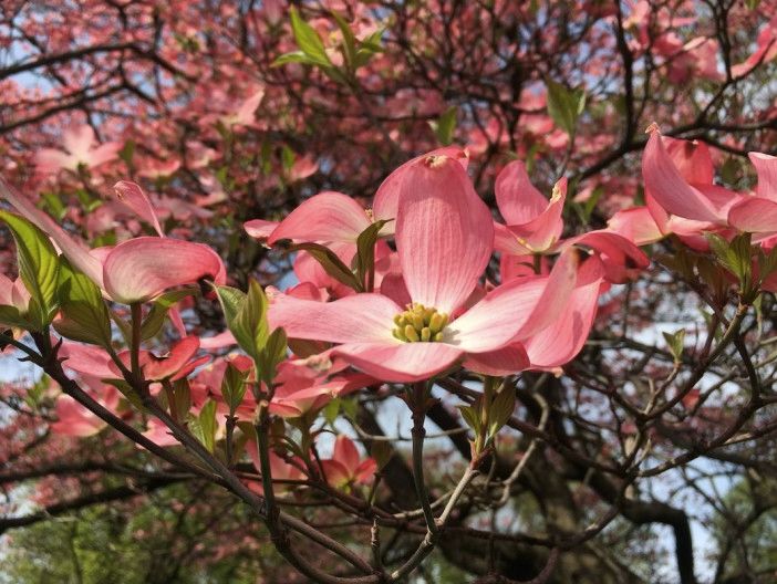 dogwood tree