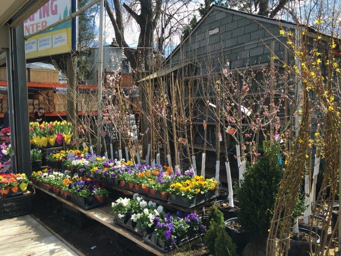 It’s Gardening Season! Where To Buy Plants In Brooklyn