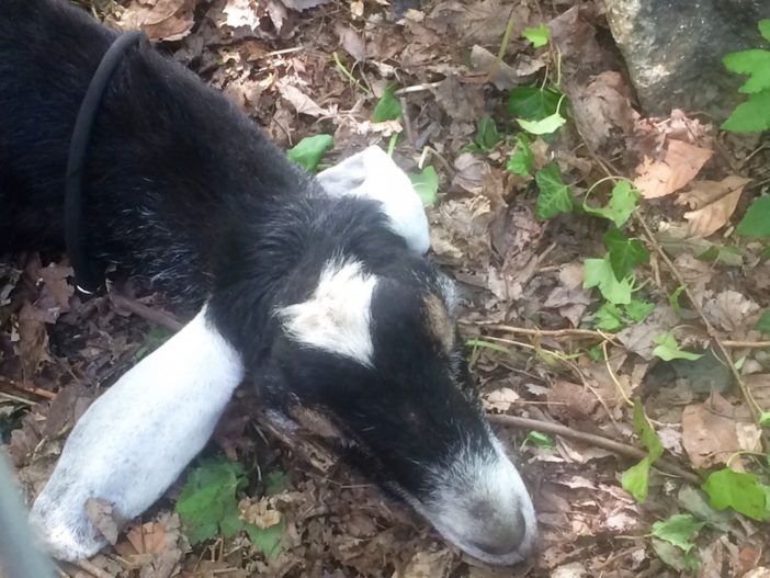 Prospect Park Goats