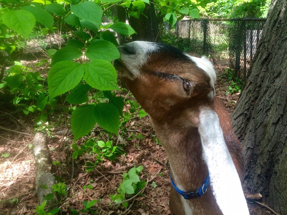 New Clean-Up Crew in Prospect Park Consists of Eight Four-Legged Friends