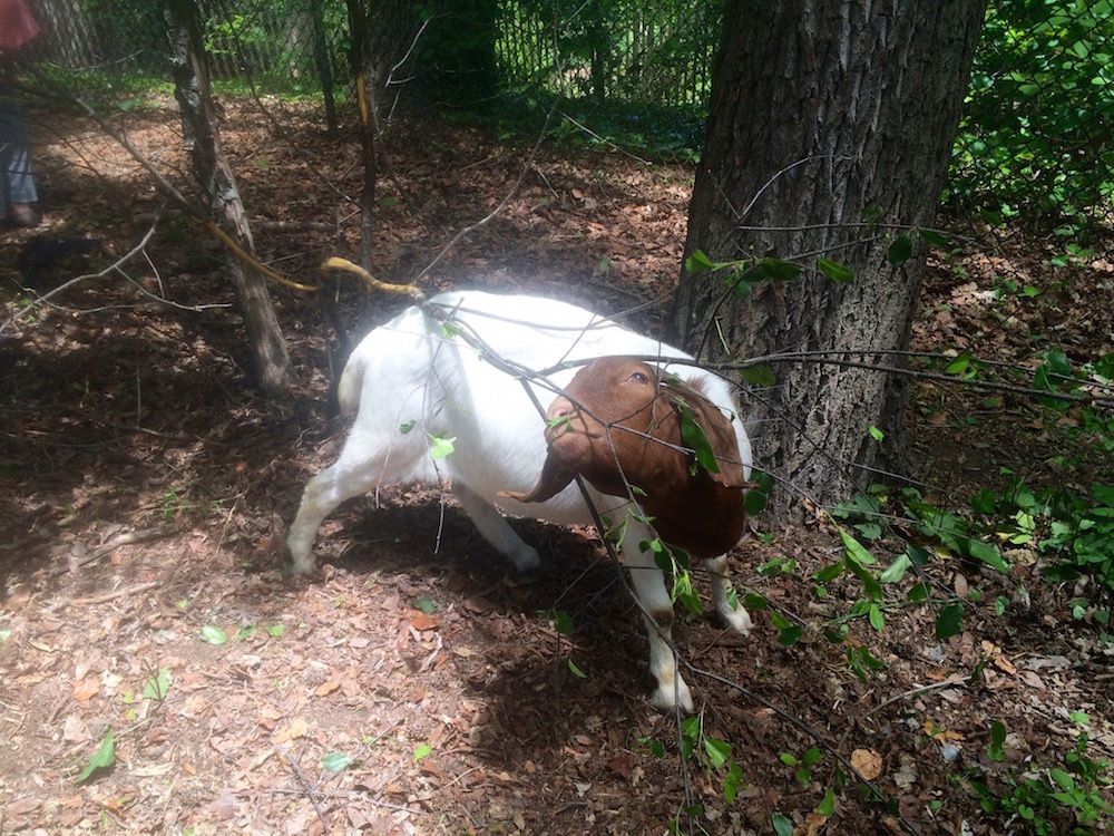 Prospect Park Goats