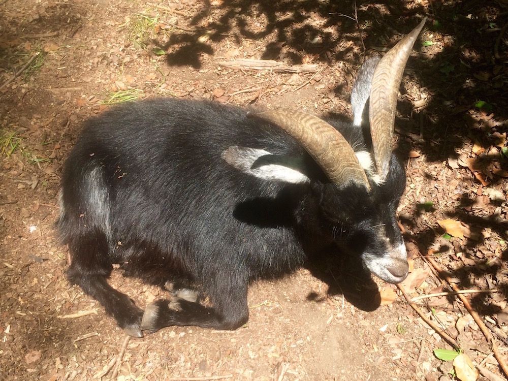 Prospect Park Goats