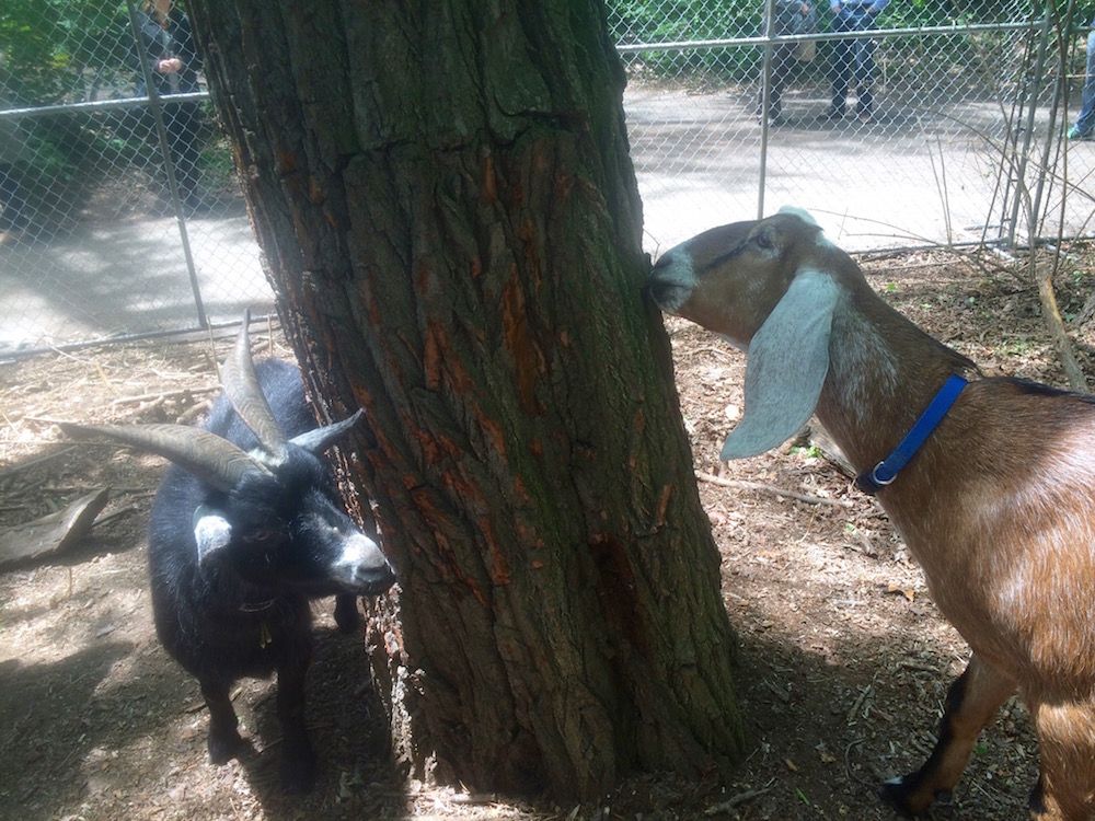 Prospect Park Goats