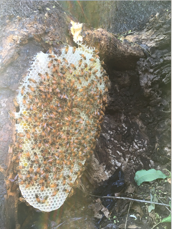 A new honeycomb (Courtesy Mickey the Beekeeper)