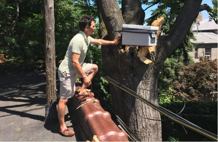 5,000 Honeybees Are Looking For A New Home In Fort Greene