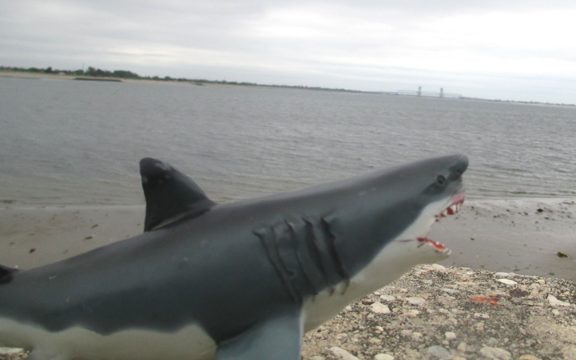 Coney Island Beach Closed After Shark Sighting