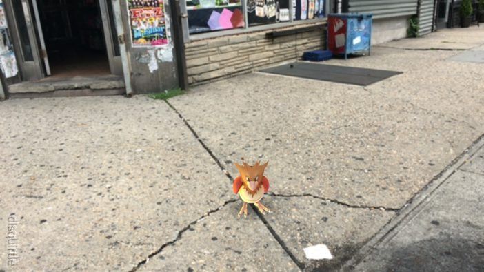 Pidgey perched on Cortelyou Road (Photo by Donny Levit)