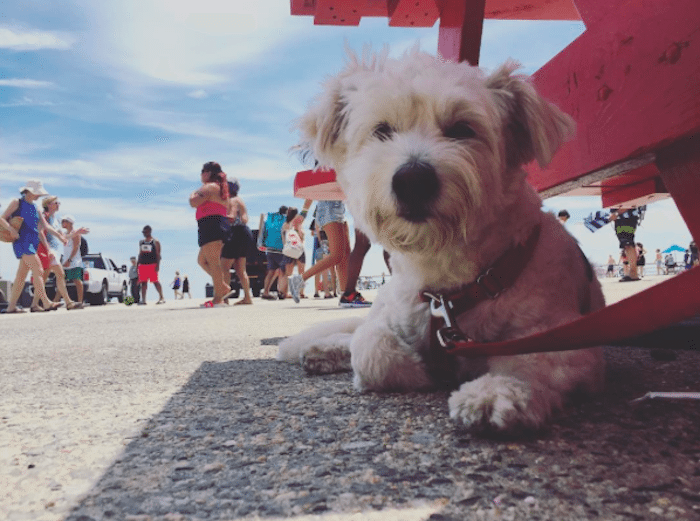 Riis Park beach. (Photo by simplyfetchingco / Instagram)