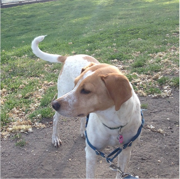 Lizzie in Fort Greene Park (Courtesy Instagram/dvorameyers) 