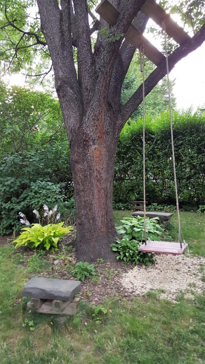 One of the hives sits near a rope swing that Chico hung from the linden tree. (Photo by John Epstein)