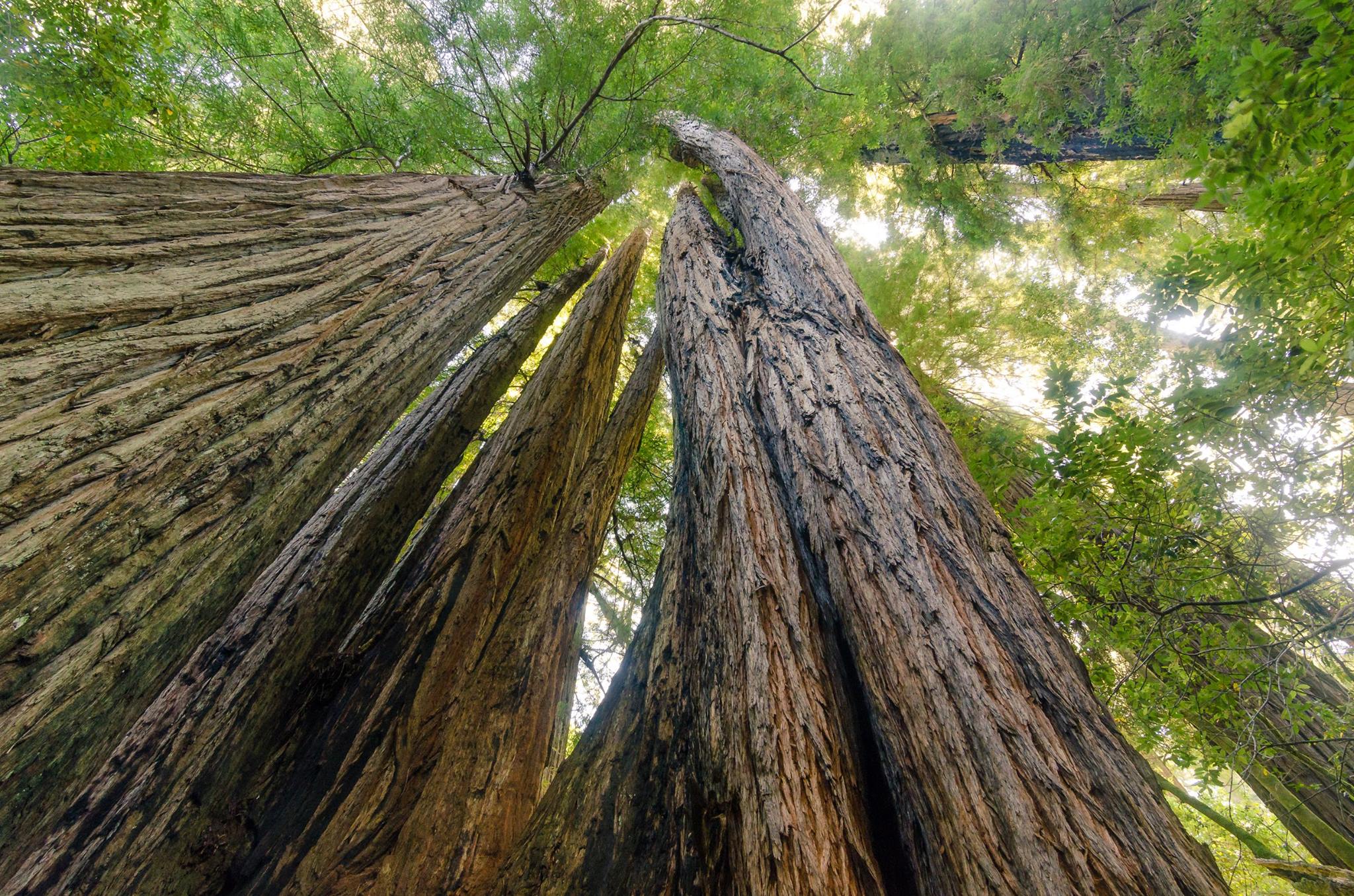 East Coast Redwood Forest Coming To MetroTech Commons