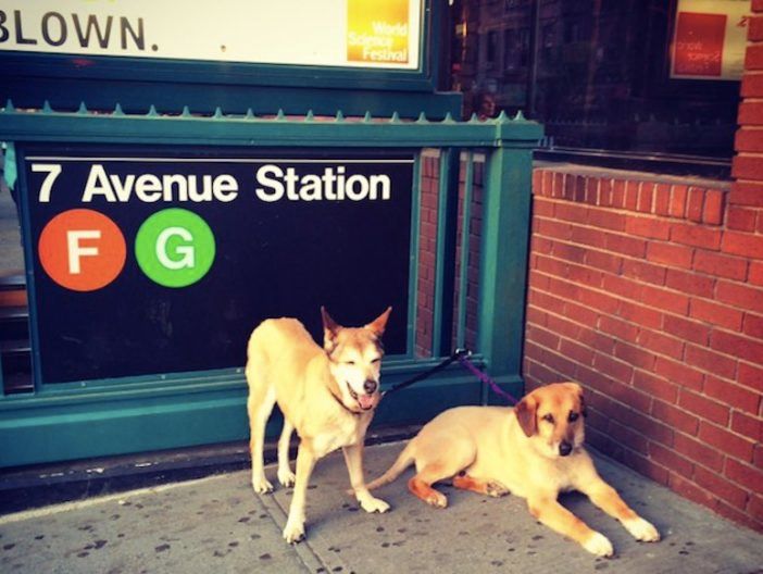 7th Avenue subway dogs