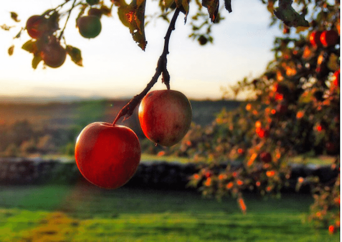 17 Apple-Picking Farms Within A Two-Hour Drive Of Brooklyn