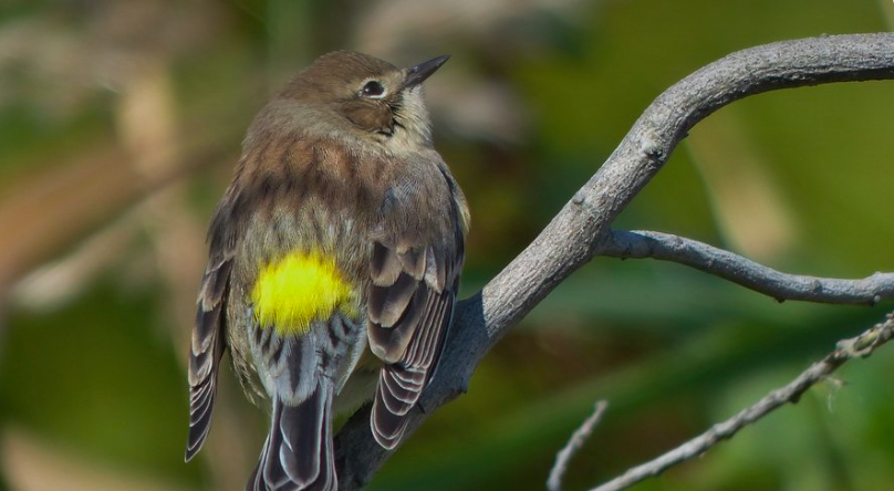 Now Is The Time To See The Fall Bird Migration In Our Area